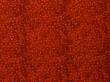 Blender Fabric - MINI DOT - 031 - Red Supply