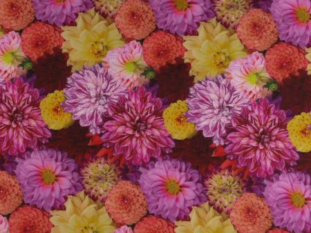 Digital Printed Cotton - FLOWER FIELDS - 007 - Fuschia Hot on Sale