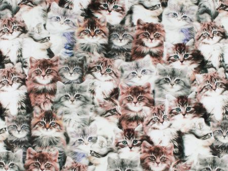 ESSENTIAL Printed Cotton - WINDHAM - Cats - Brown Online Sale