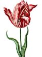 tulip Sale